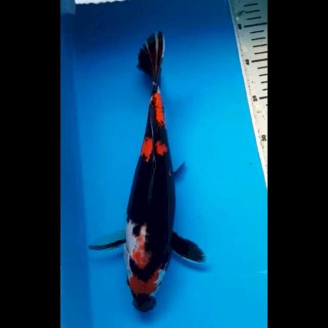 SHOWA 30 Cm