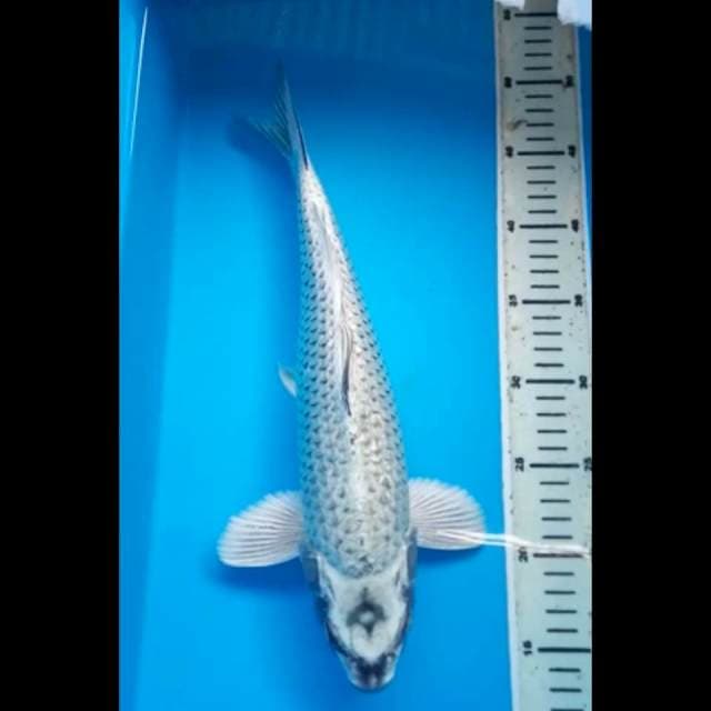MUKASHI GINRIN PUNUK 36 Cm, JANTAN