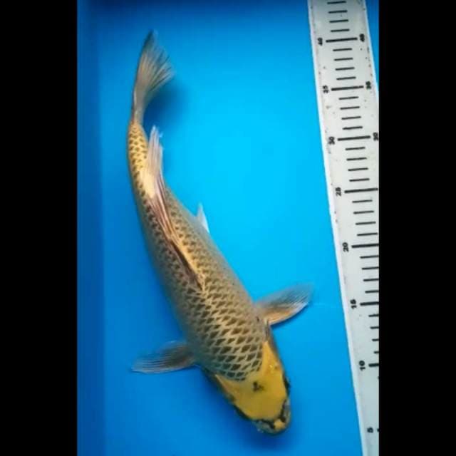 KIN MATSUBA KUMPAY PUNUK 37 Cm