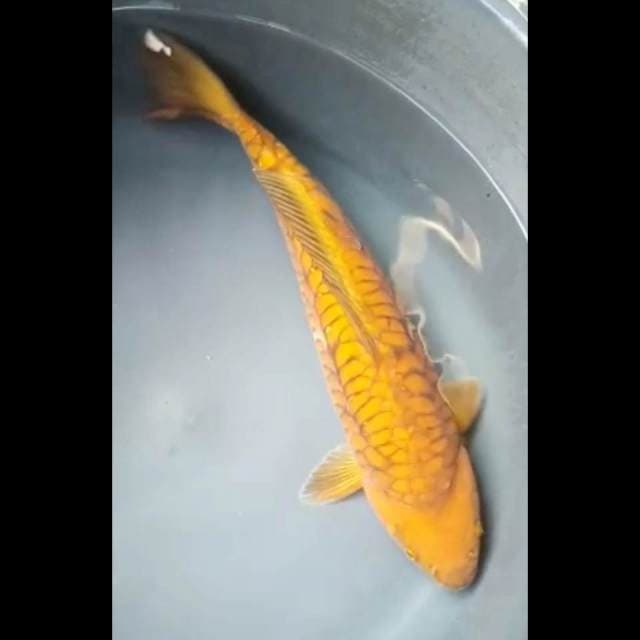 CHAGOI SISIK GEDE 35 Cm