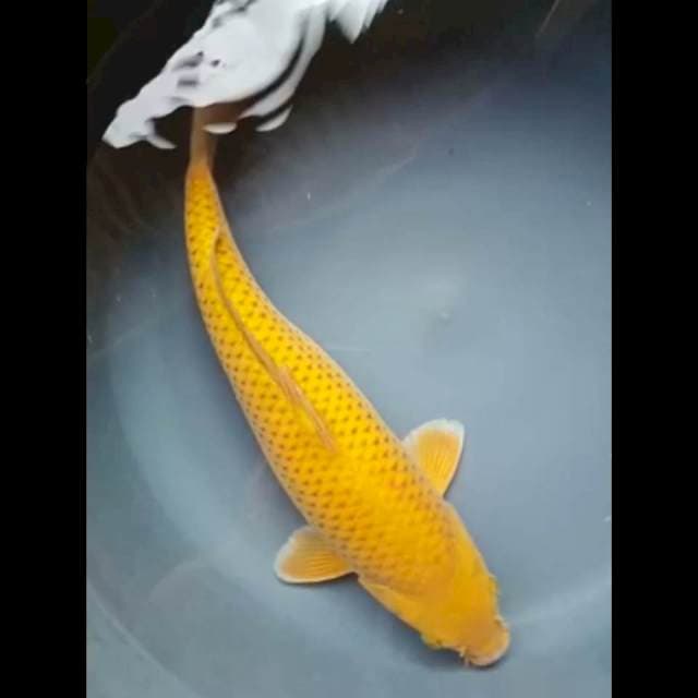 MIDORI PUNUK 35 Cm, JANTAN