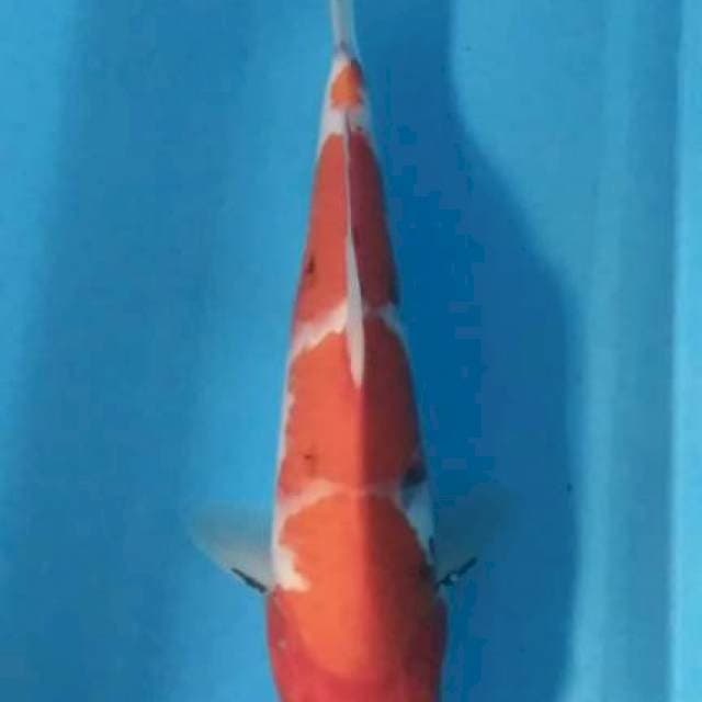 Showa tategoi 27 cm