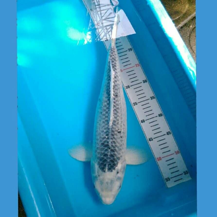 Asagi pejantan tangguh 47 cm