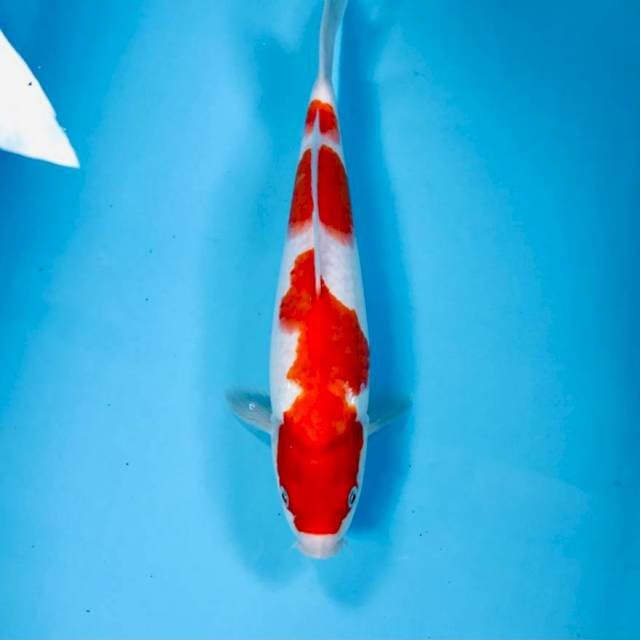 Kohaku, 30 cm