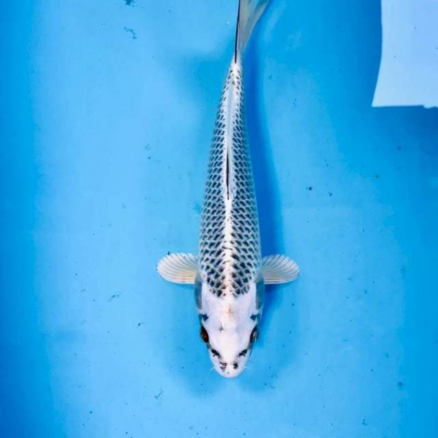 Gin Matsuba, 26 cm