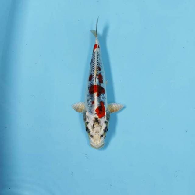 CEPLOK KIKO