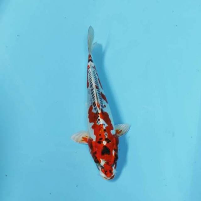 RED VALFET
