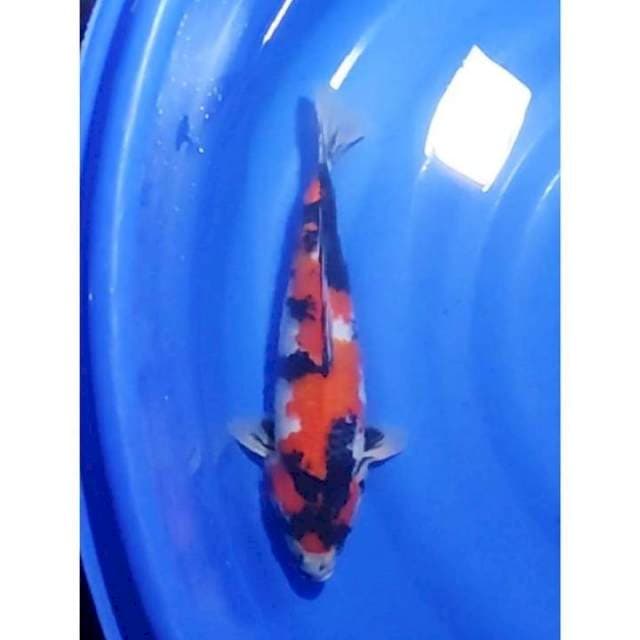 Showa Sanshoku Motogoro Seimbang Original 35cm (F)
