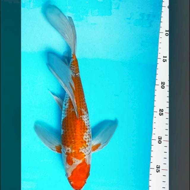 Kumpay ochiba strong 32cm male