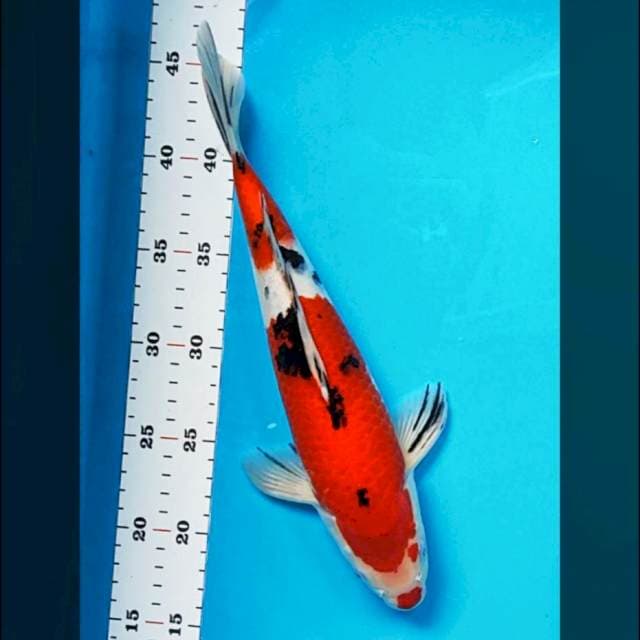 Sanke halus merah strong 30cm male