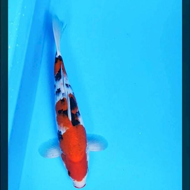 Sanke strong 28cm male
