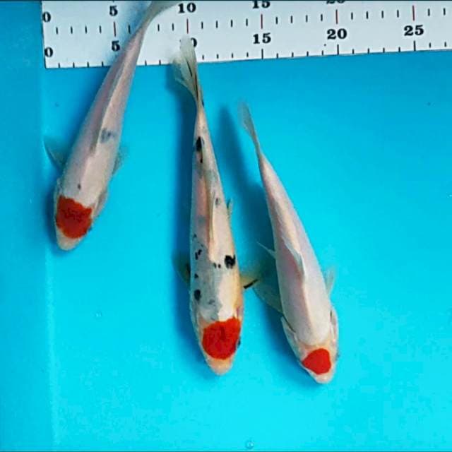 Trio tancho ori 20-22cm