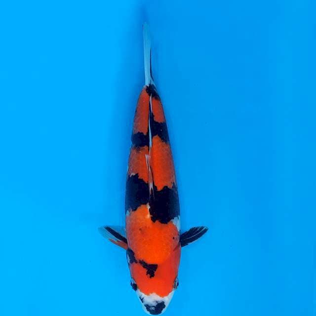 Genjiro showa bulky 30cm with breeder certificate