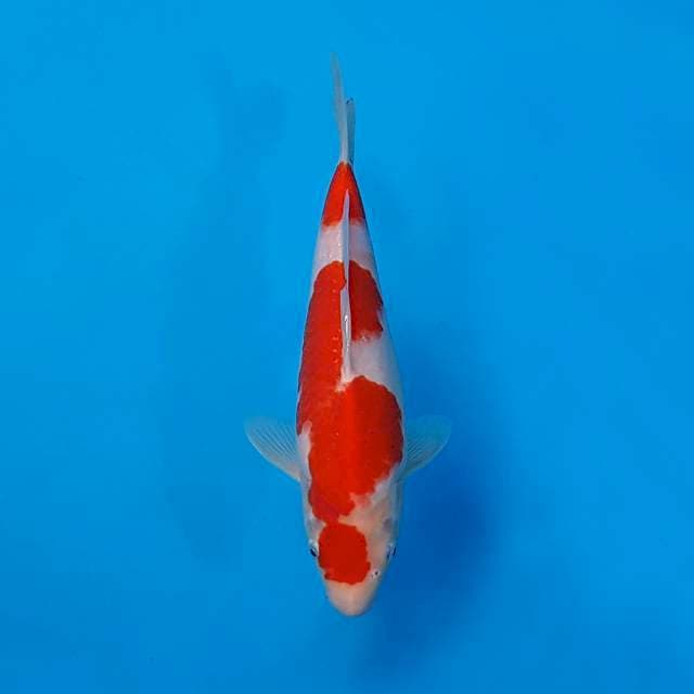Strong kohaku genjiro 30cm with breeder certificate