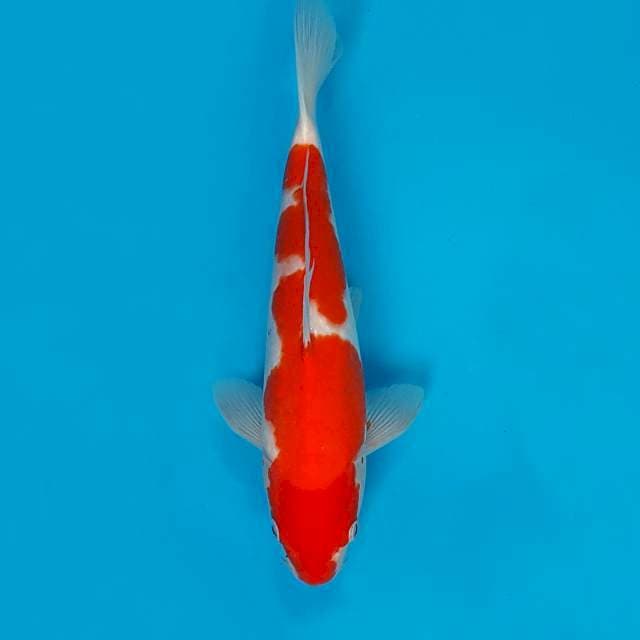 Genjiro kohaku 33cm with breeder certificate