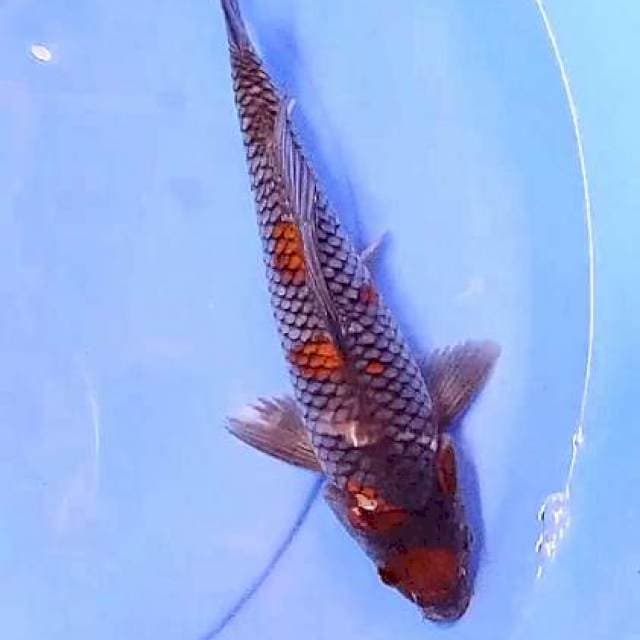 Maruten ochiba 30 bu