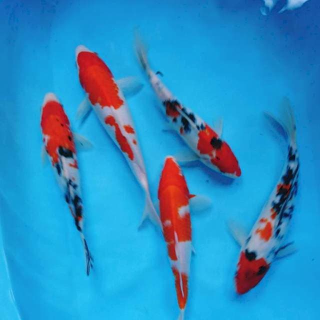 KOHaKU -SANKE ( 5 ekor )