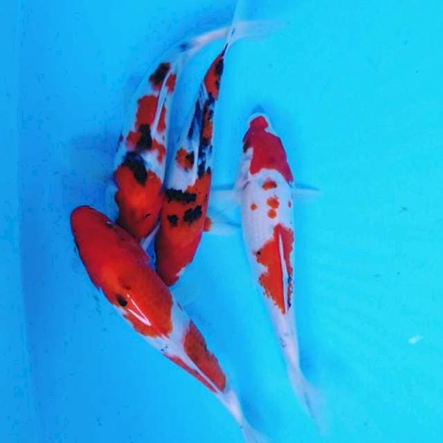 Pket KoHaku sanke (4 ekor )