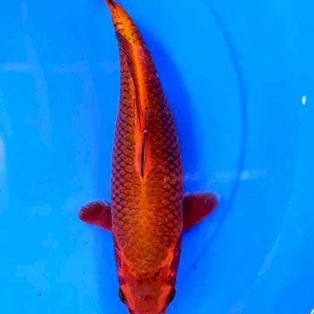 Cagoi merah 32 cm