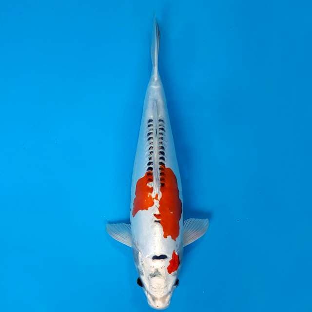 Kujaku doitsu ogata 33cm female