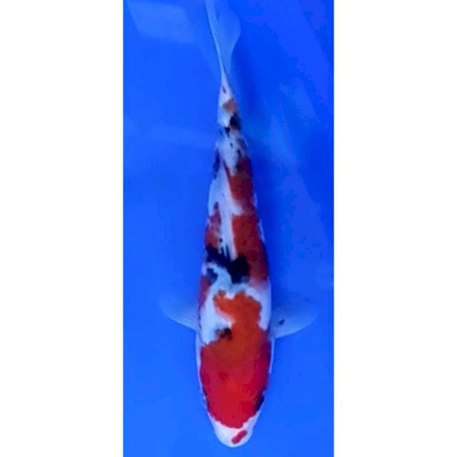 3. Sanke - 17cm - Jantan