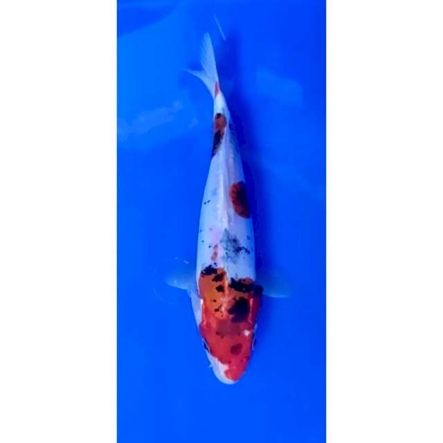 5. Sanke doit - 19 cm