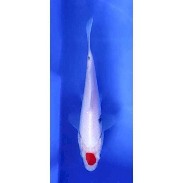 6. Tancho sanke - 16 cm - Jantan