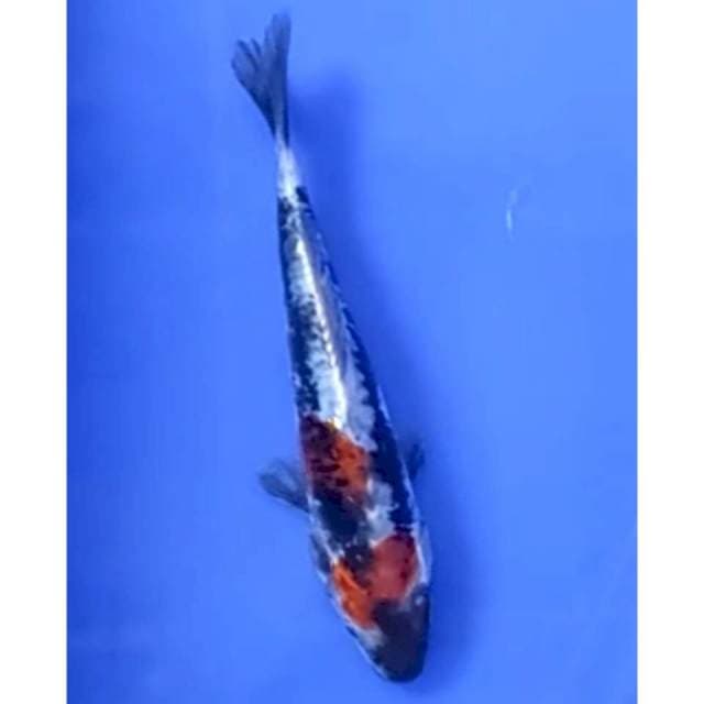 9. Showa doitstu - 15 cm