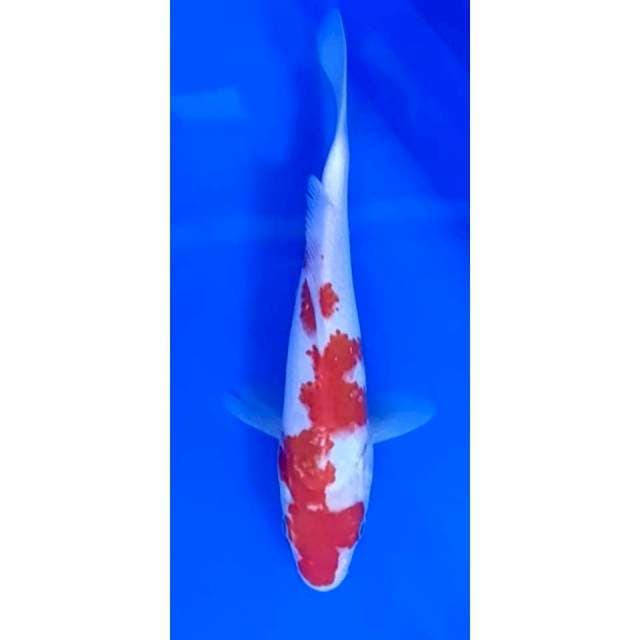 10. Kohaku - 21 cm