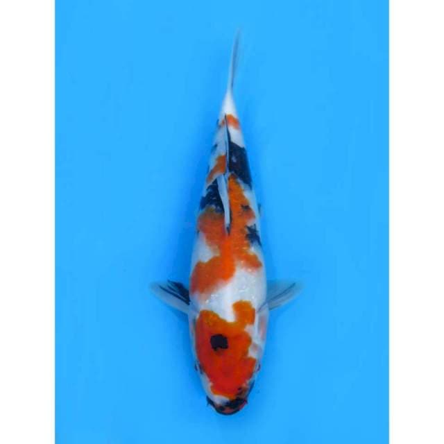 Showa Tategoi - 28cm Male