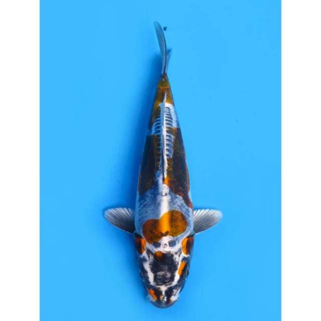 Super Kiko SQ - 22cm Male