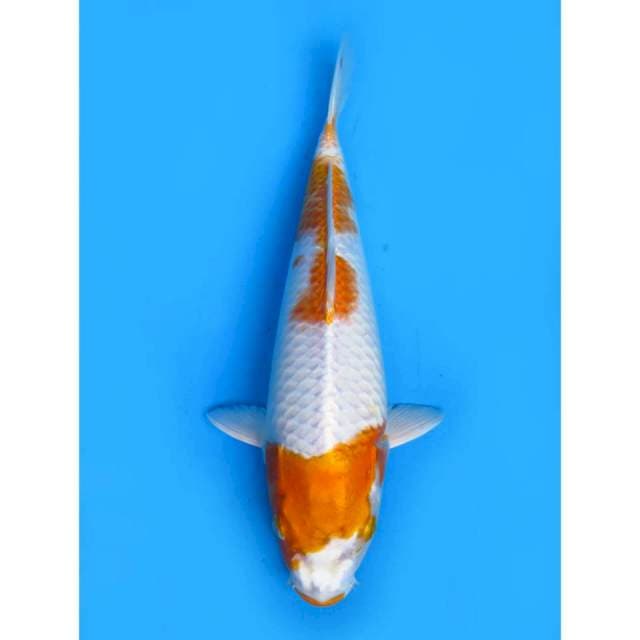 Hariwake - 30cm Male