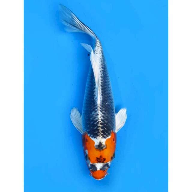 Kumpay Antik - 38cm