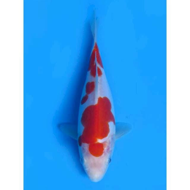 Doitsu Murni Kohaku - 18cm