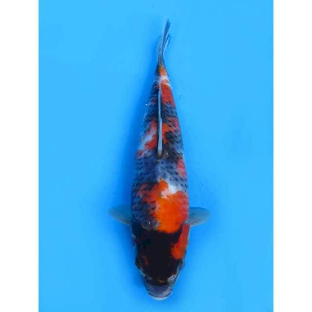 Showa Tategoi - 32cm Male