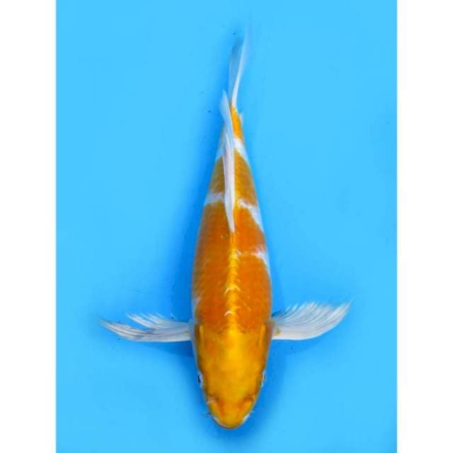 Kumpay Hariwake - 35cm