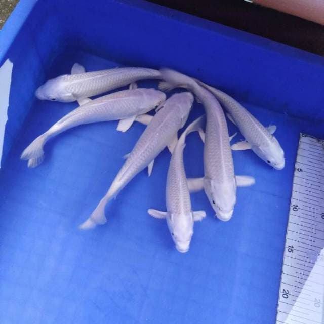 Platinum 20-23cm