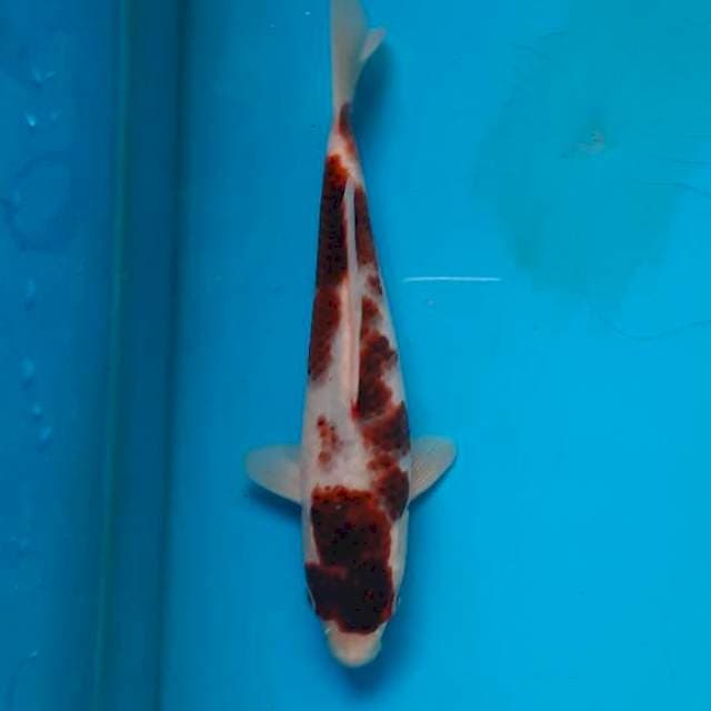 Ai goromo 22cm