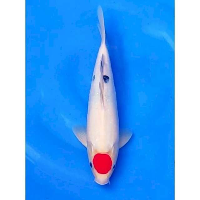 HQ Tancho Sanke Tategoi 35cm (M)