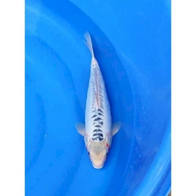 Jumbo Shusui Ring Rapi 37cm