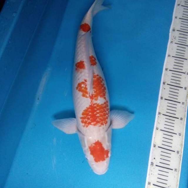 Kohaku 59 cm