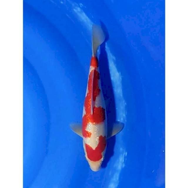 SQ Kohaku Ginrin 28cm (M)
