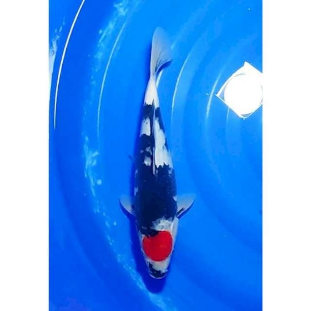 SQ Tancho Showa Motogoro 35cm (F)