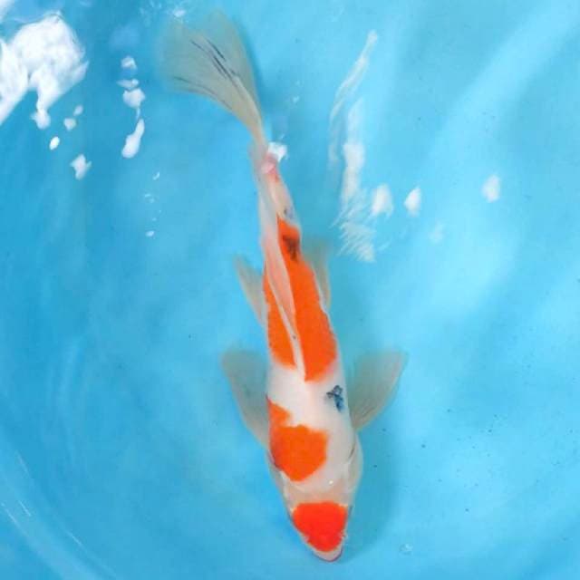 Kumpay Sanke Maruten 34cm
