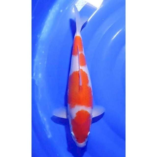 Jumbo Kohaku 3step Body Bagus 37cm (F)