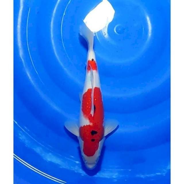 HQ Sanke Ginrin Strong Original 34cm (M)