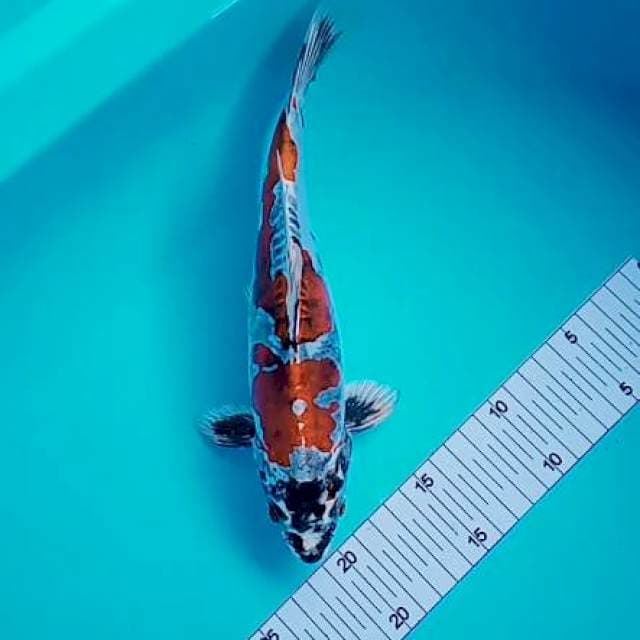 Kikuryu indah 26 cm