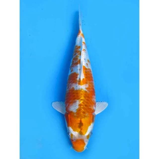 Hariwake - 29cm Male