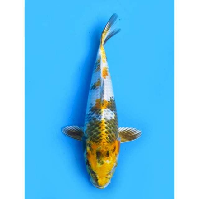 Kin Showa - 30cm Male