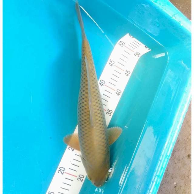 Midori Jantan 36cm